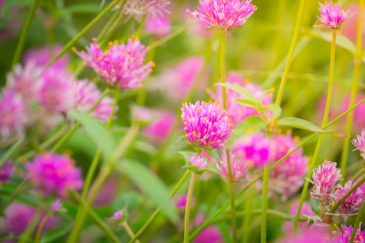 The background image of the colorful flowers, background nature