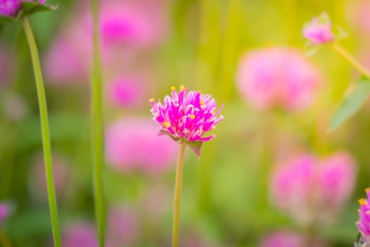 The background image of the colorful flowers, background nature