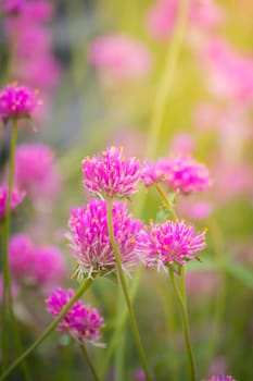 The background image of the colorful flowers, background nature