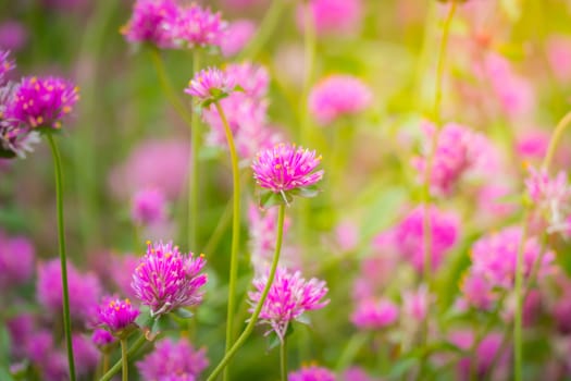 The background image of the colorful flowers, background nature