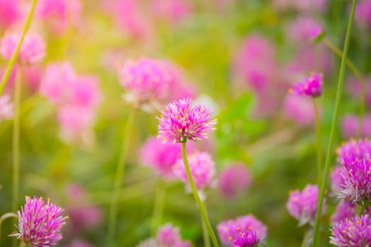 The background image of the colorful flowers, background nature