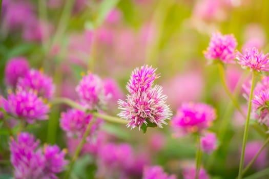 The background image of the colorful flowers, background nature