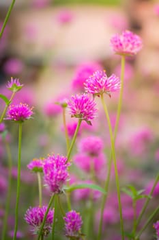 The background image of the colorful flowers, background nature