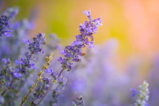 The background image of the colorful flowers, background nature