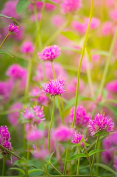 The background image of the colorful flowers, background nature