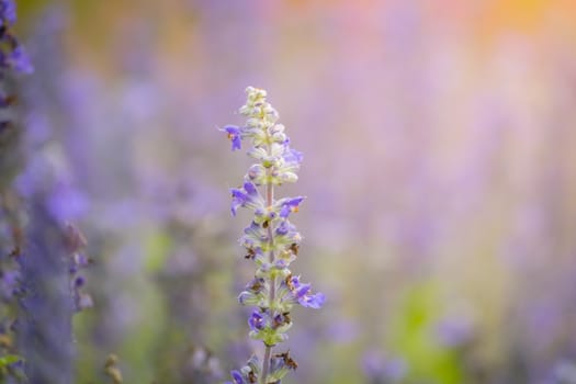 The background image of the colorful flowers, background nature