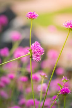 The background image of the colorful flowers, background nature