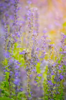 The background image of the colorful flowers, background nature