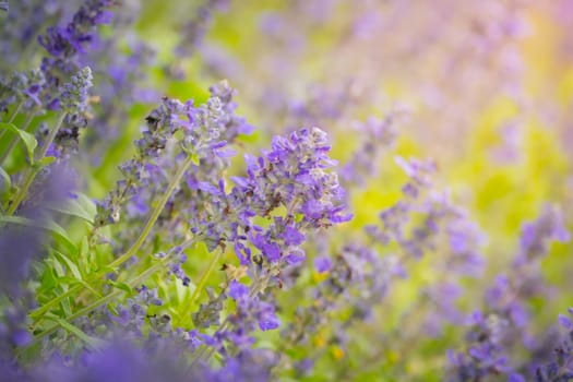 The background image of the colorful flowers, background nature