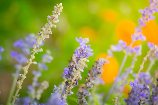 The background image of the colorful flowers, background nature