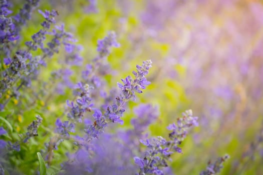 The background image of the colorful flowers, background nature