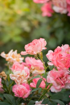 The background image of the colorful flowers, background nature