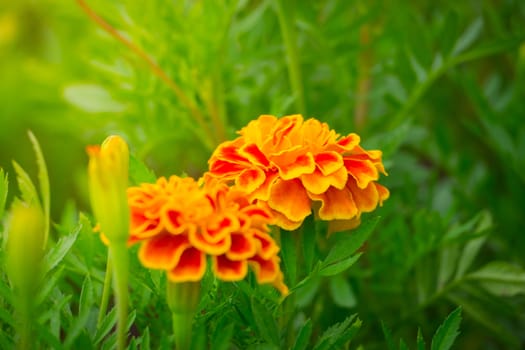 The background image of the colorful flowers, background nature