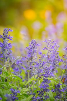 The background image of the colorful flowers, background nature