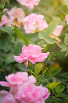 The background image of the colorful flowers, background nature