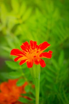 The background image of the colorful flowers, background nature