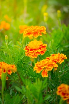 The background image of the colorful flowers, background nature