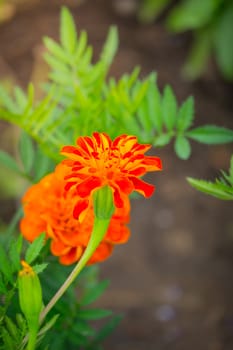 The background image of the colorful flowers, background nature