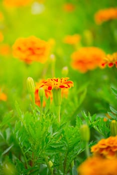 The background image of the colorful flowers, background nature