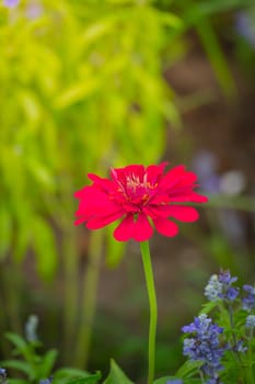 The background image of the colorful flowers, background nature