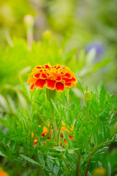 The background image of the colorful flowers, background nature