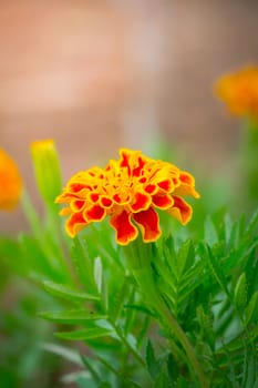 The background image of the colorful flowers, background nature