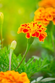 The background image of the colorful flowers, background nature