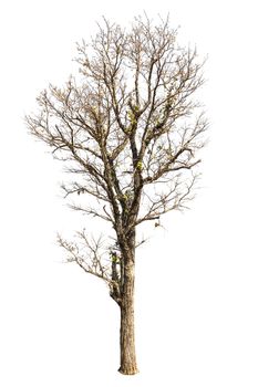 Dead hollow  tree isolated on white background