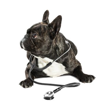 French bulldog with stethoscope on neck, white background