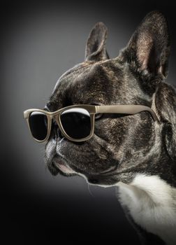 French bulldog with glasses on a black background