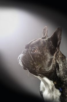 French Bulldog dog portrait on a black background