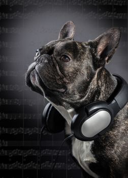French bulldog with headphones on the neck, black background