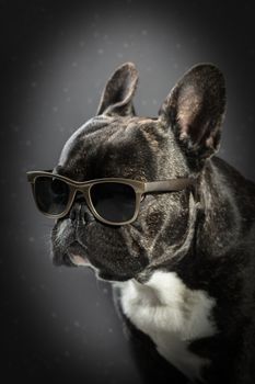 French bulldog with glasses on a black background