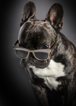 French bulldog with glasses on a black background