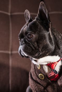 French bulldog dressed in sweater and tie portrait