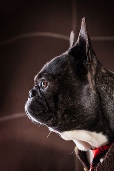 French bulldog dressed in sweater and tie portrait