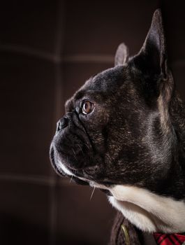 French bulldog dressed in sweater and tie portrait