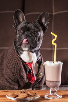 French bulldog in clothes at a table with a cup of hot chocolate