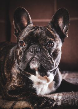 Portrait of a French bulldog lying on the couch