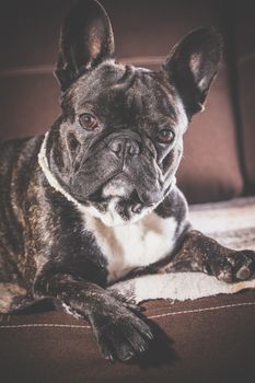 Portrait of a French bulldog lying on the couch