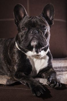 Portrait of a French bulldog lying on the couch