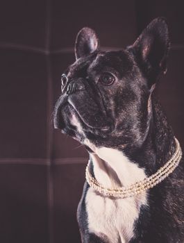 Portrait of a French bulldog with pearls on his neck