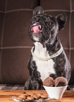 French bulldog sitting at a table with dessert