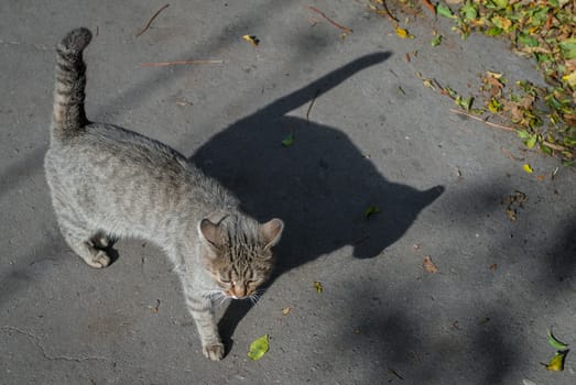 street cat in a beautiful sunny day