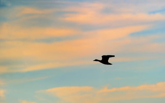Silhouette of mallard duck flying 
