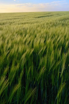 Beautiful sunset over green rye field