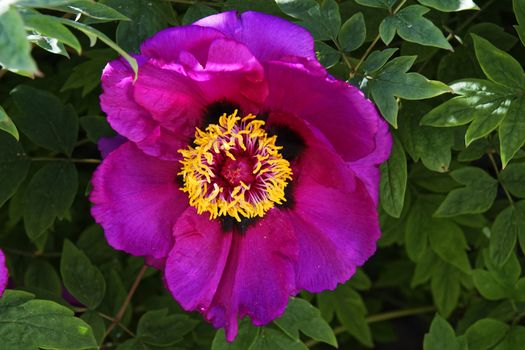 Violet flower with yellow center between the leafs