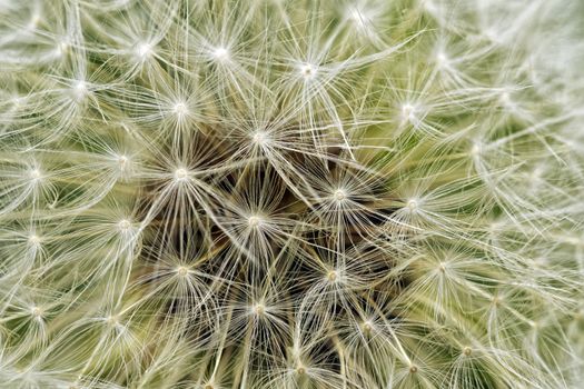 Delicate background of white soft and fluffy seeds of the dandelion flower