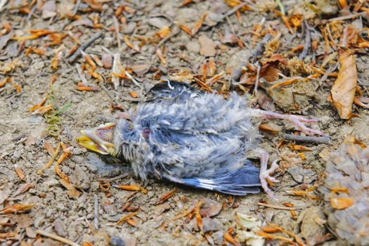The dead bird lying on the earthen ground
