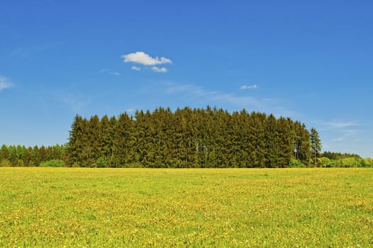 Meadow with blooming dandelions with forest in the background
